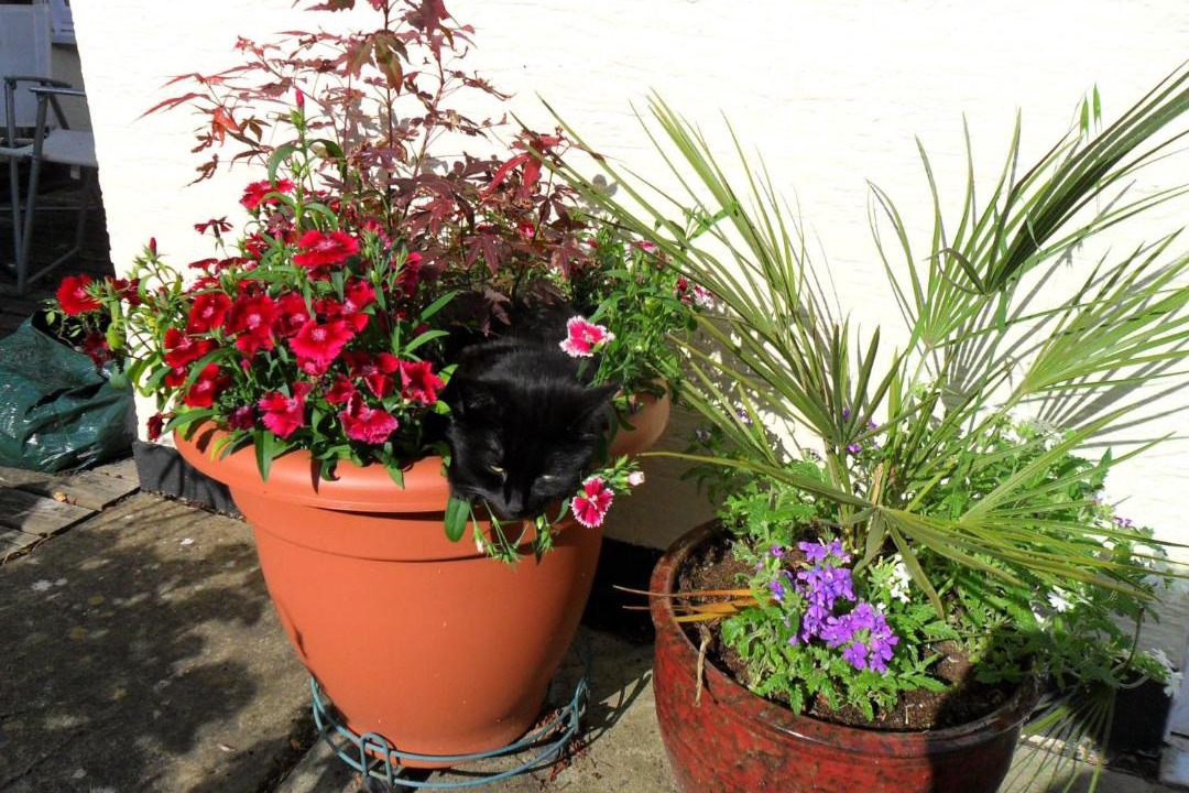 Photo of Patio Balcony in Bournemouth