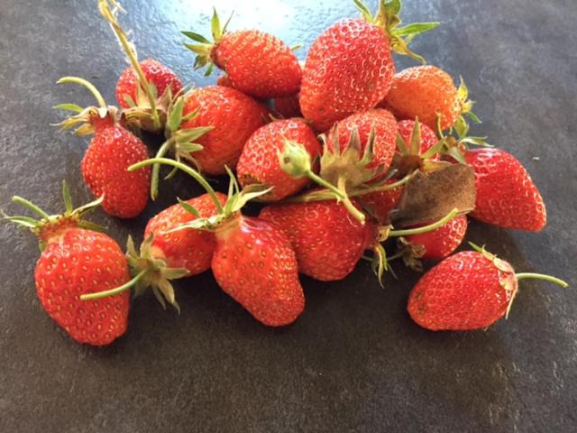 Photo of Others in Baladou