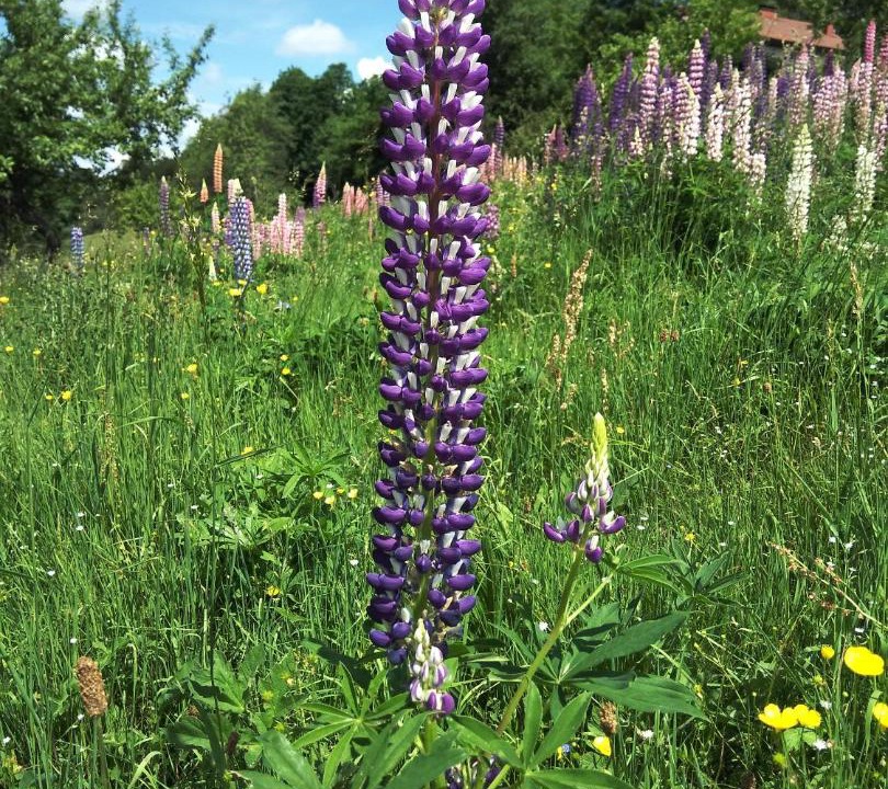 Photo of Outdoor in Le Tholy