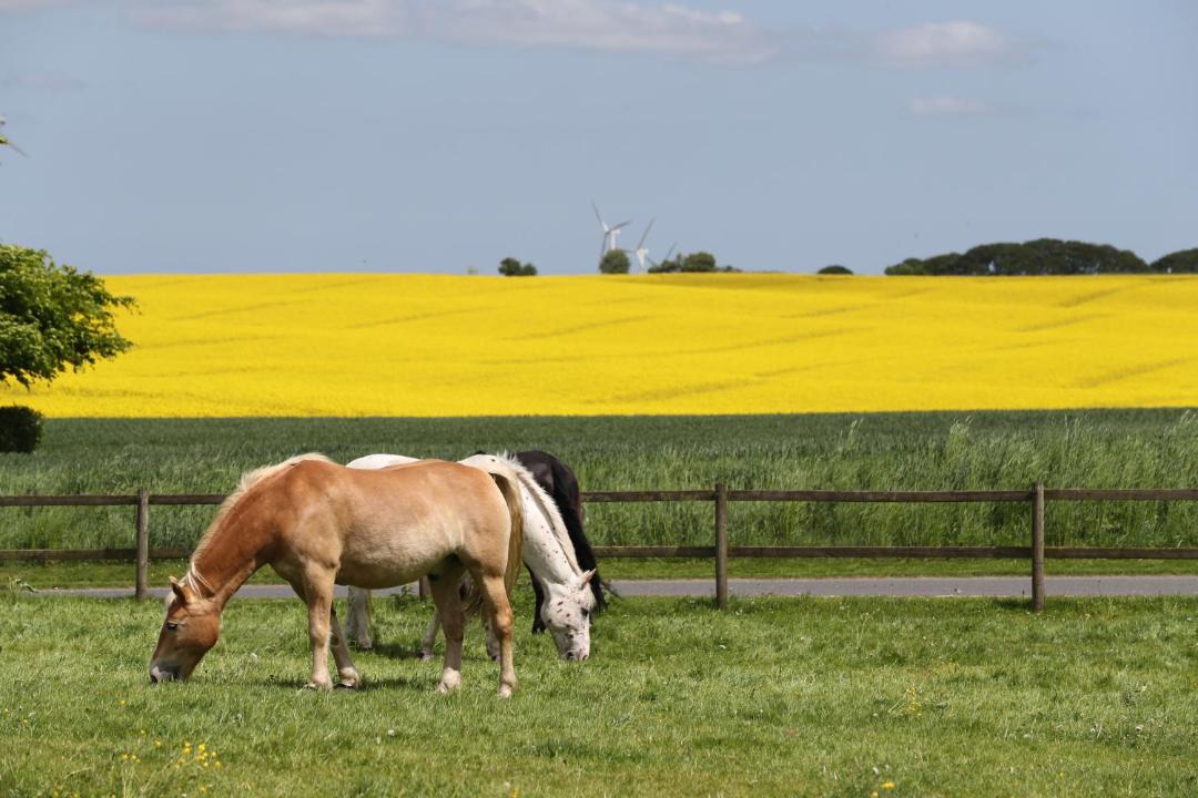 Photo of Others in Jelling