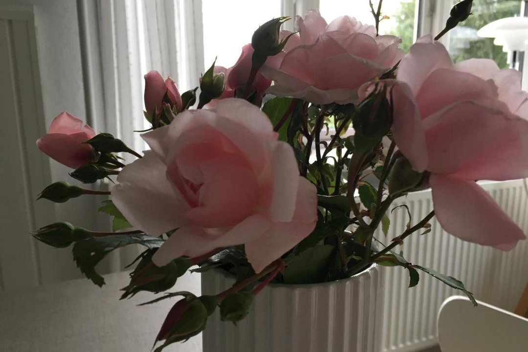 Photo of Others in Nykobing Mors