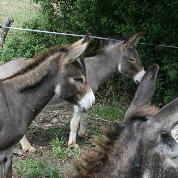 Photo of Others in Tornac