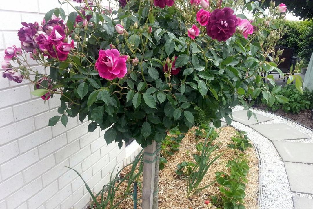 Photo of Others in Kaiapoi