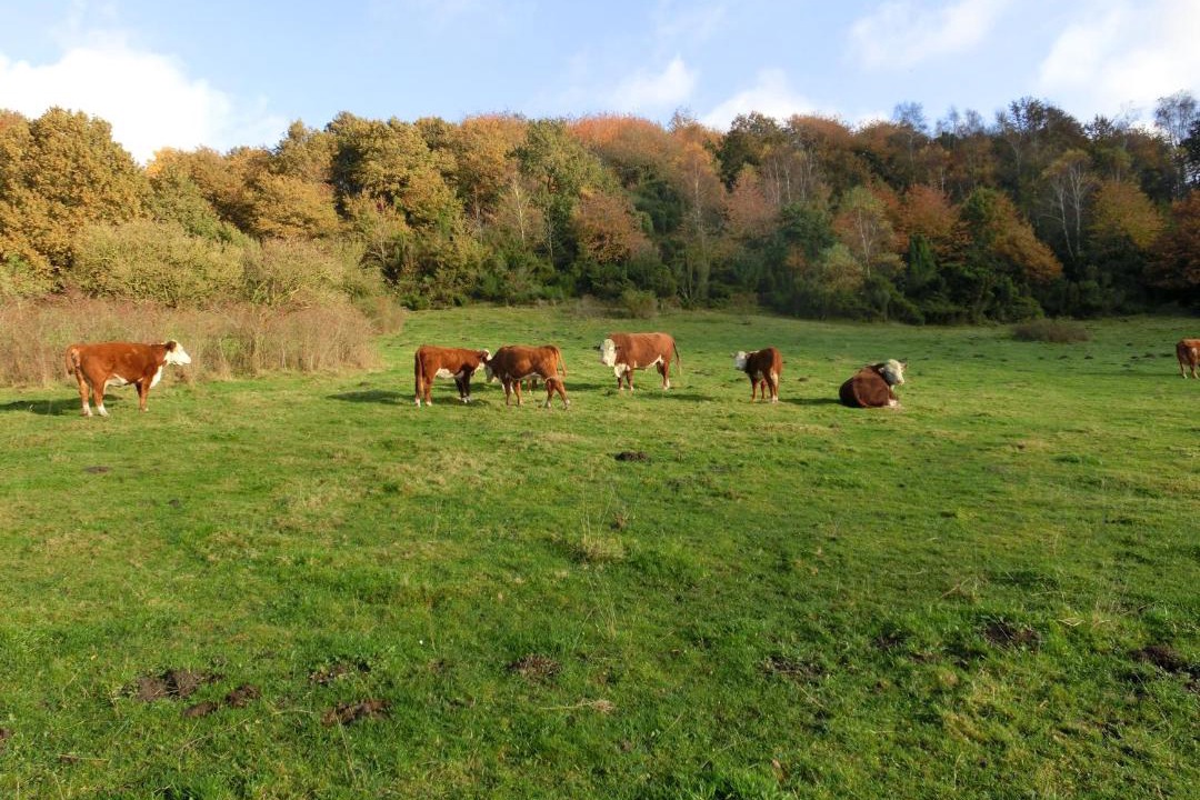 Photo of Others in Hobro