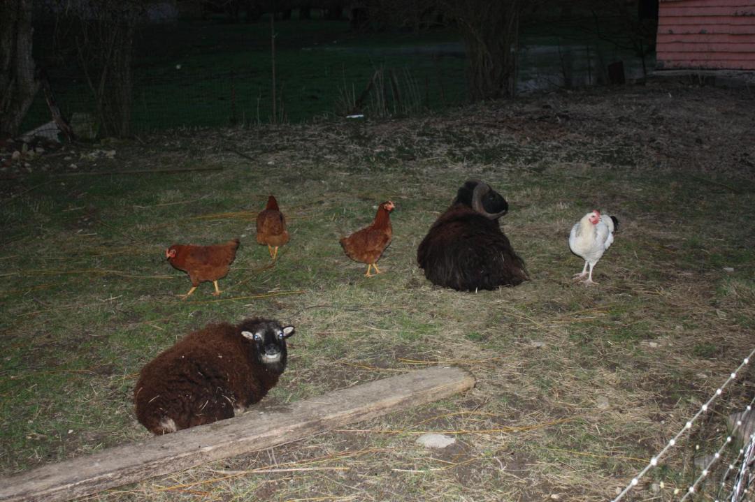 Photo of Others in Foameix-Ornel