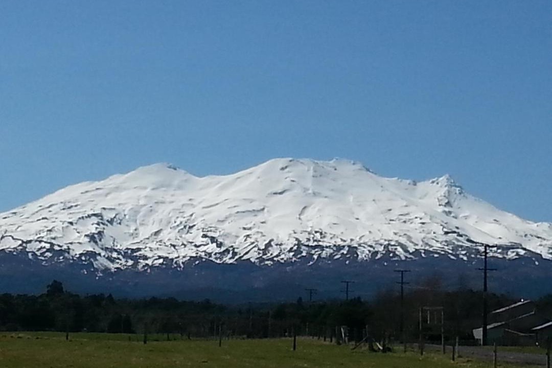 Photo of Others in Horopito