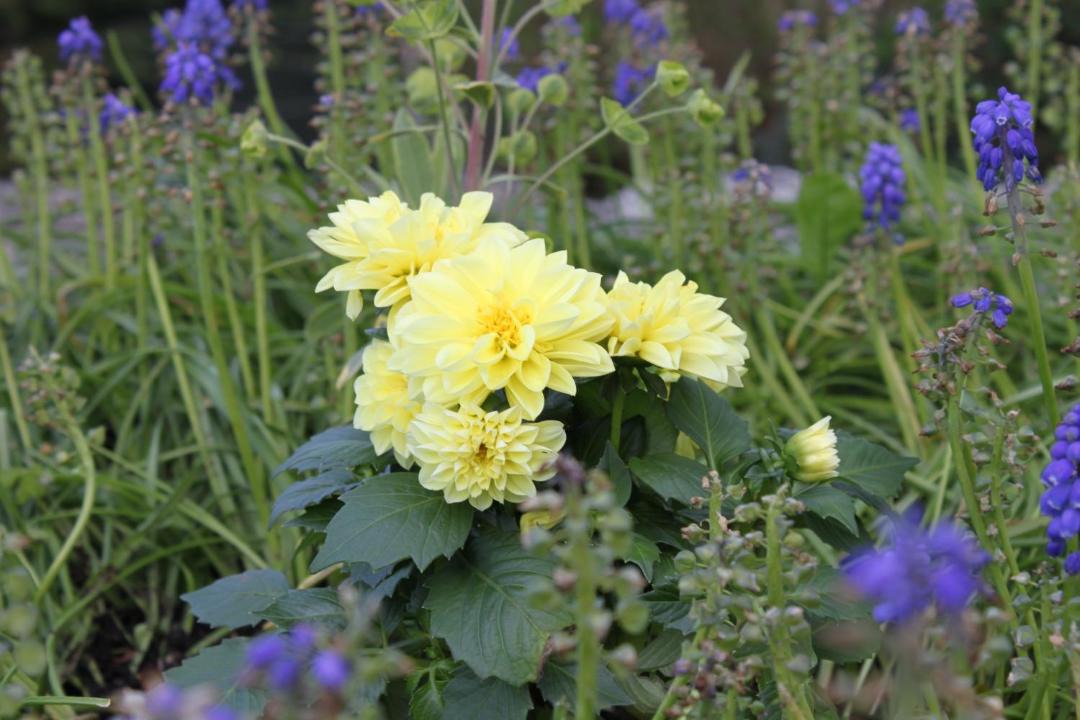 Photo of Others in Chalus