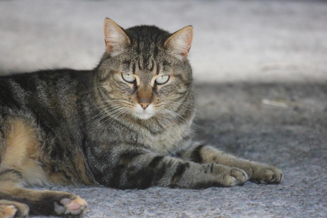 Photo of Others in Macclesfield