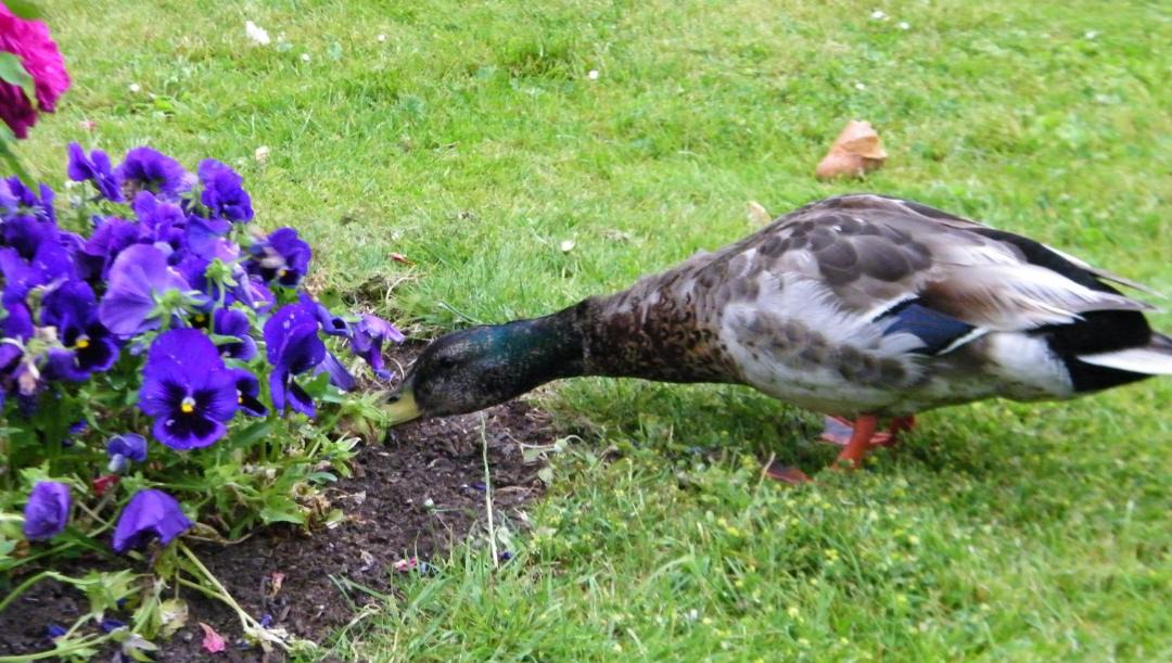 Photo of Others in Carentan