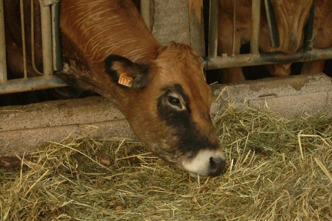 Photo of Others in La Canourgue
