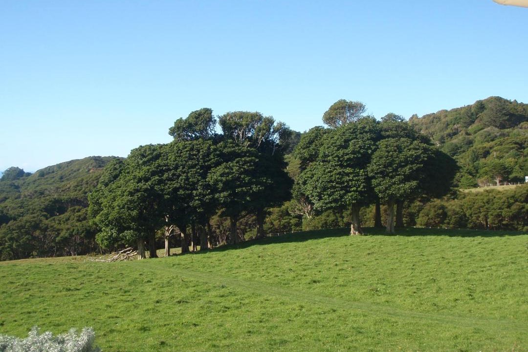 Photo of Others in Hicks Bay