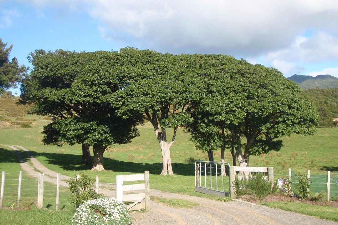 Photo of Buildings in Hicks Bay