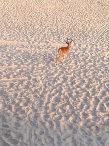 Photo of Others in Ocean Beach
