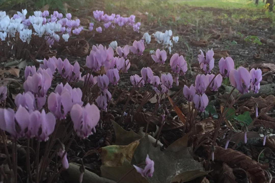 Photo of Others in Berry-Bouy