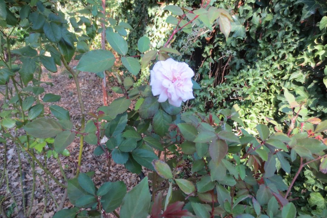 Photo of Others in Nichols Point