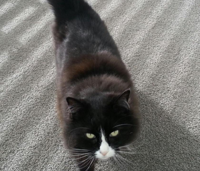 Photo of Others in Kaiapoi