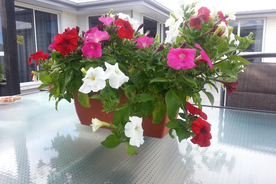 Photo of Others in Kaiapoi