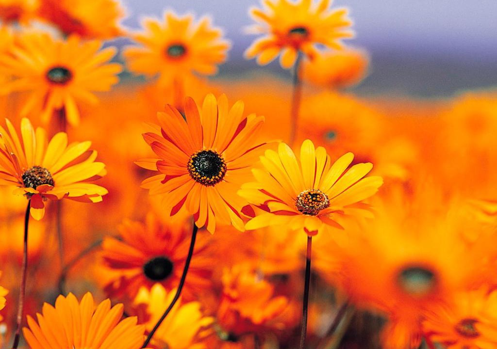 Photo of Outdoor in Te Awamutu