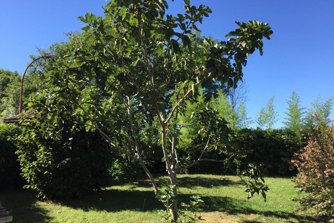 Photo of Outdoor in Pompertuzat