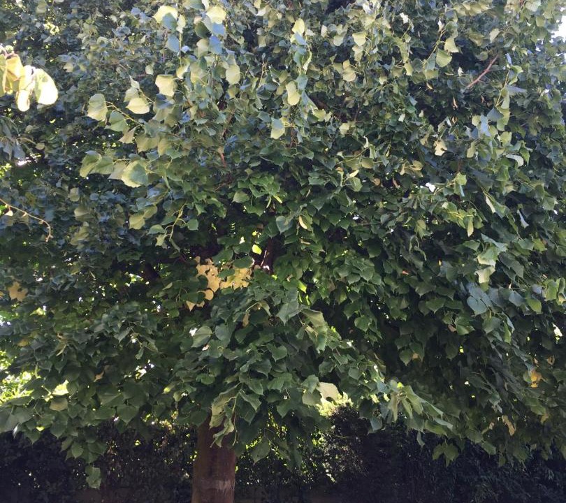 Photo of Outdoor in Pompertuzat