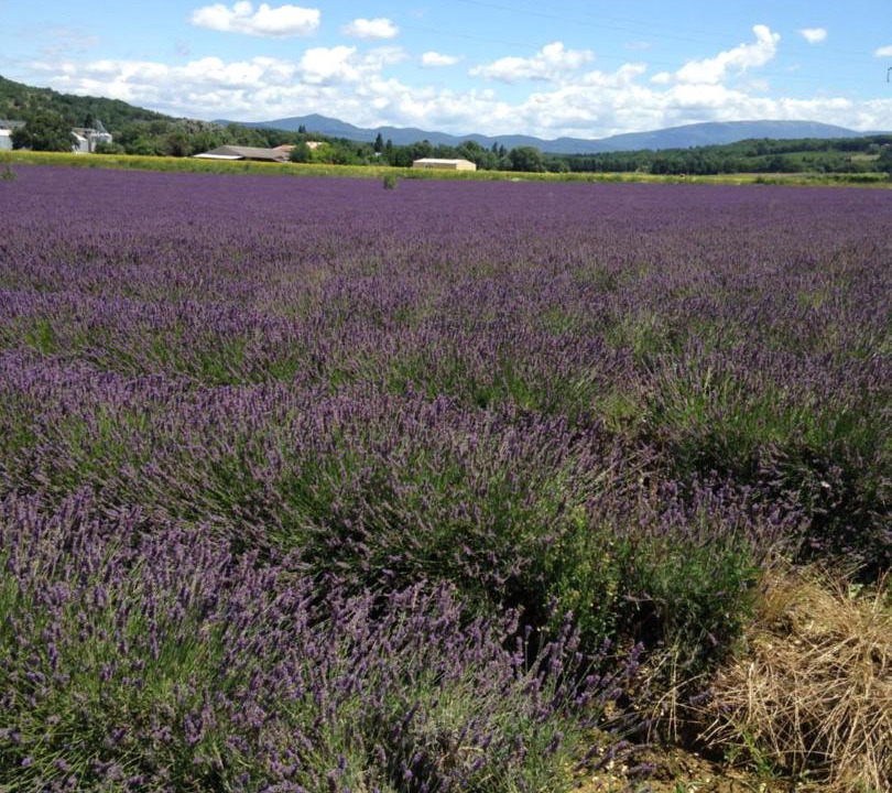 Photo of Others in Chantemerle-les-Grignan
