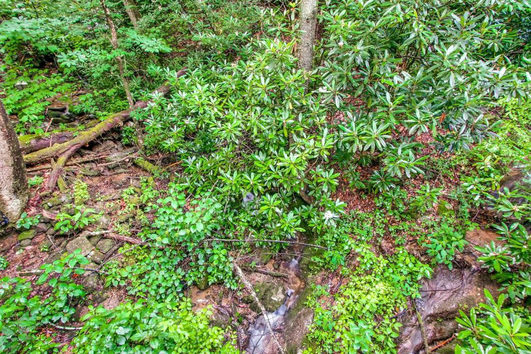 Photo of Others in Smoky Mountains