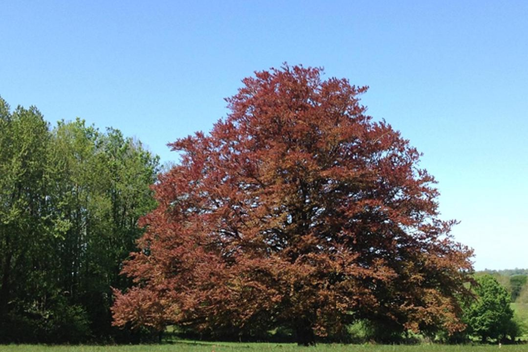 Photo of Outdoor in La Lucerne-dʼOutremer