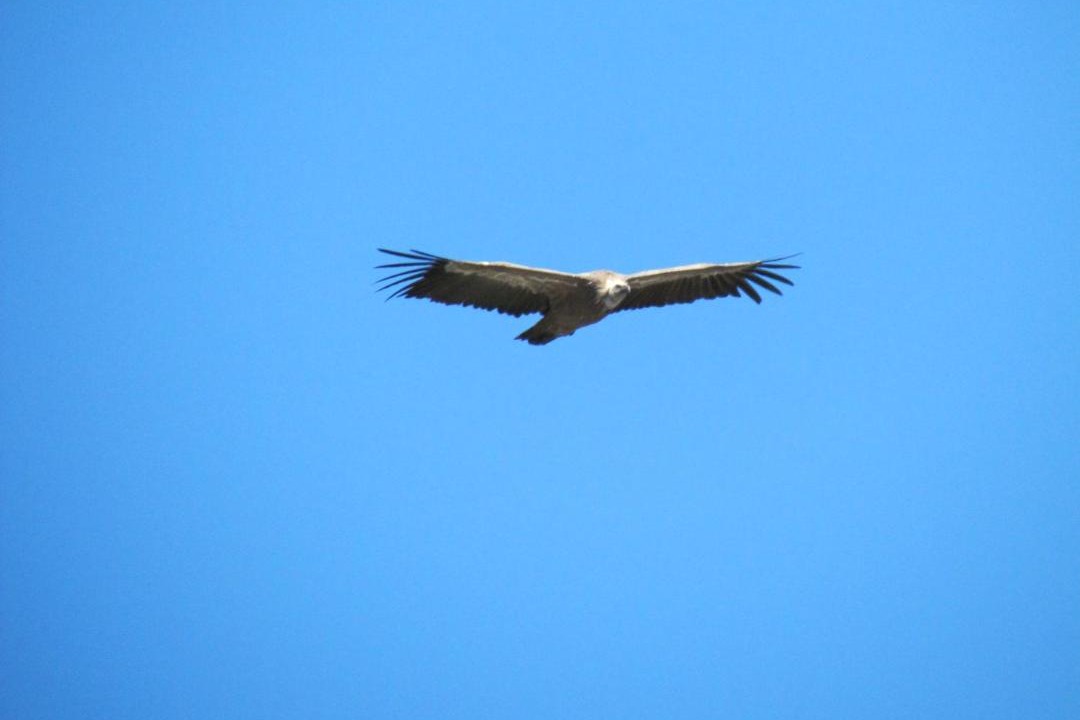 Photo of Others in Rosans