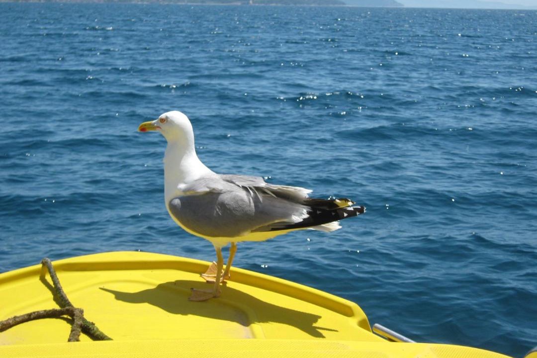Photo of Others in Vodice