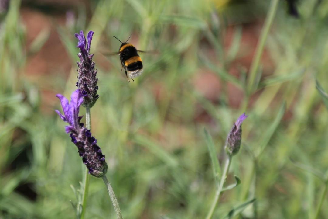 Photo of Human In Picture in Stratford