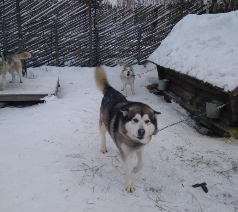 Photo of Bedroom in Konchezero