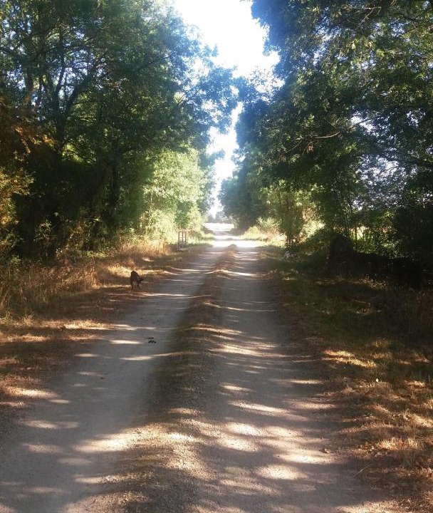 Photo of Others in Lezay