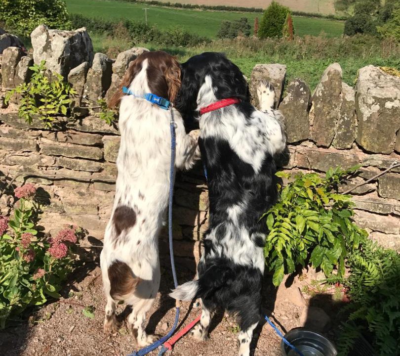 Photo of Others in Llangrove