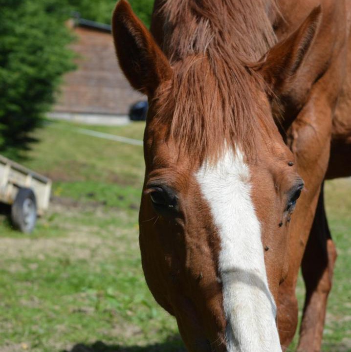 Photo of Human In Picture in Livaie