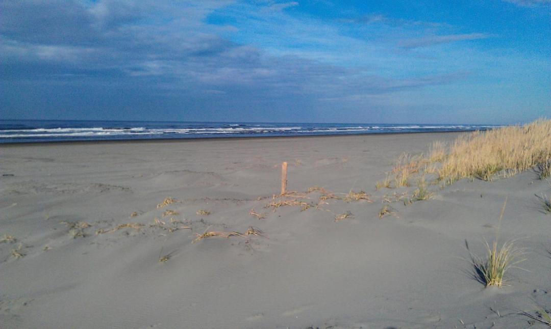 Photo of Others in Long Beach