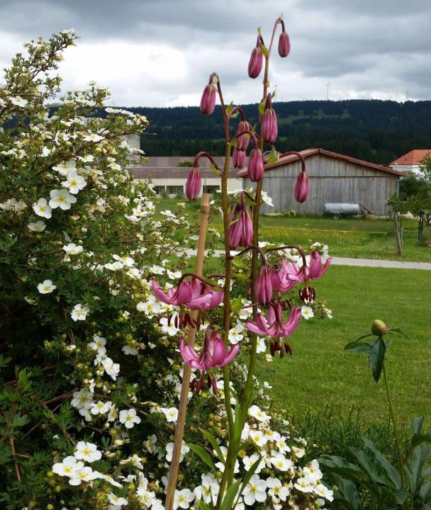 Photo of Outdoor in Les Breuleux