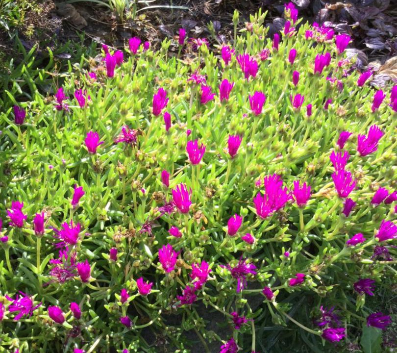 Photo of Others in Noyal-Sous-Bazouges