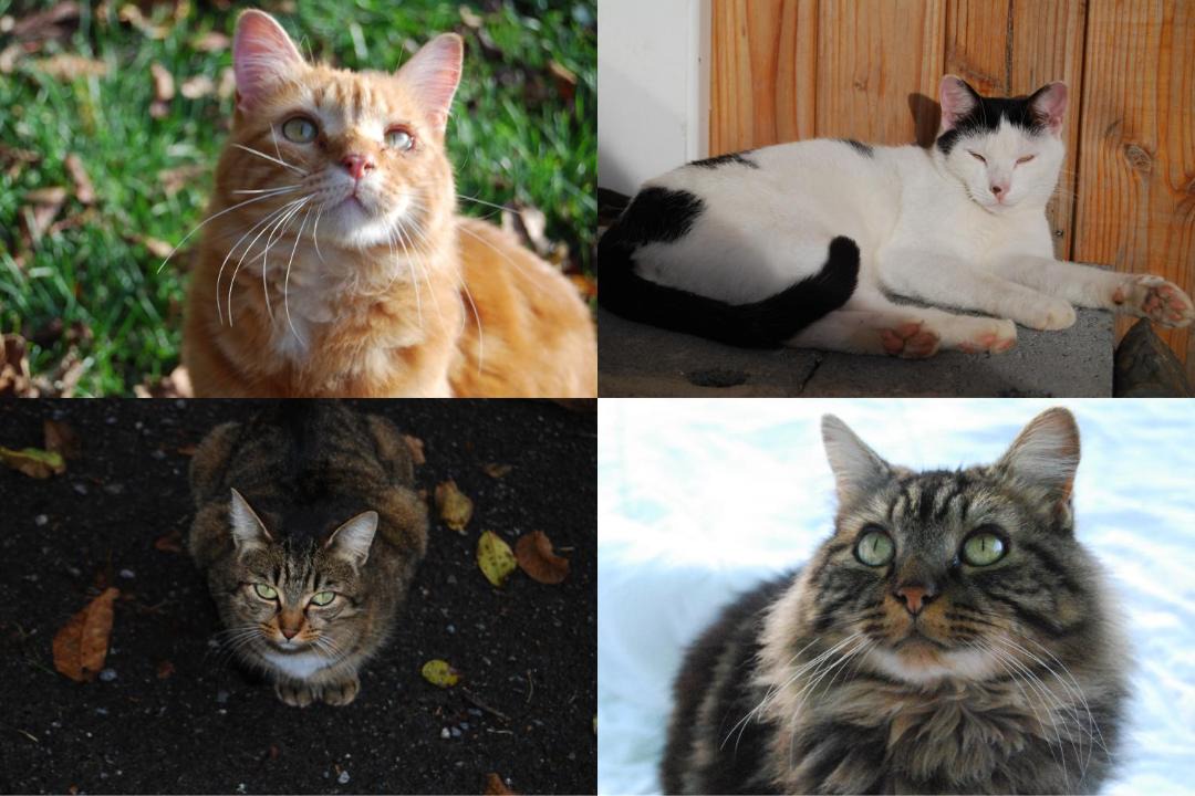 Photo of Others in Saint-Pastous