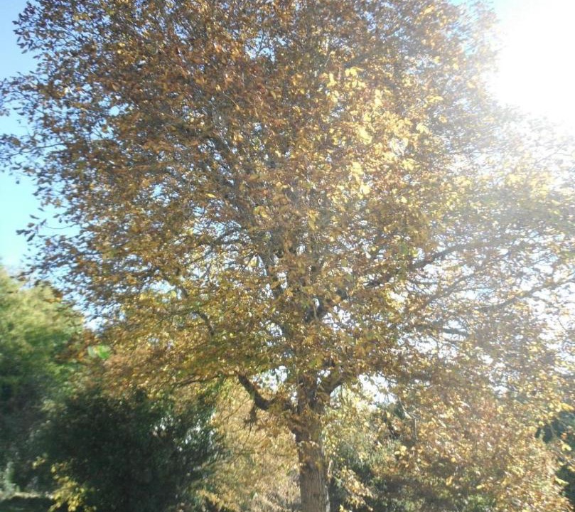 Photo of Outdoor in Saint-Just-en-Chevalet