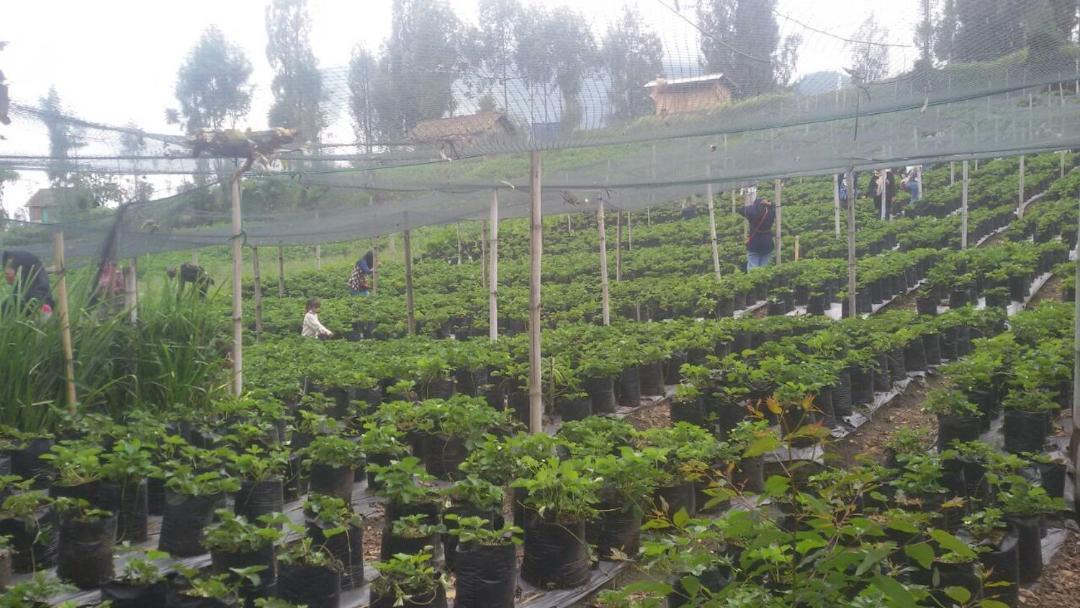 Photo of Outdoor in Ngadisari