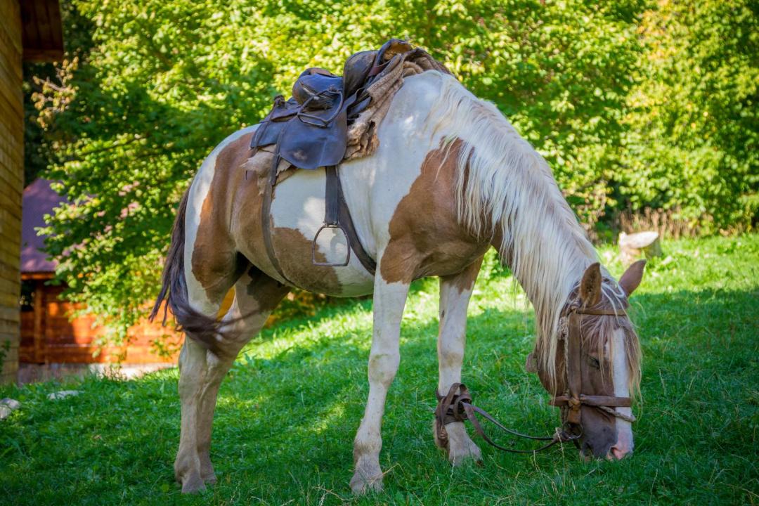 Photo of Others in Arkhyz