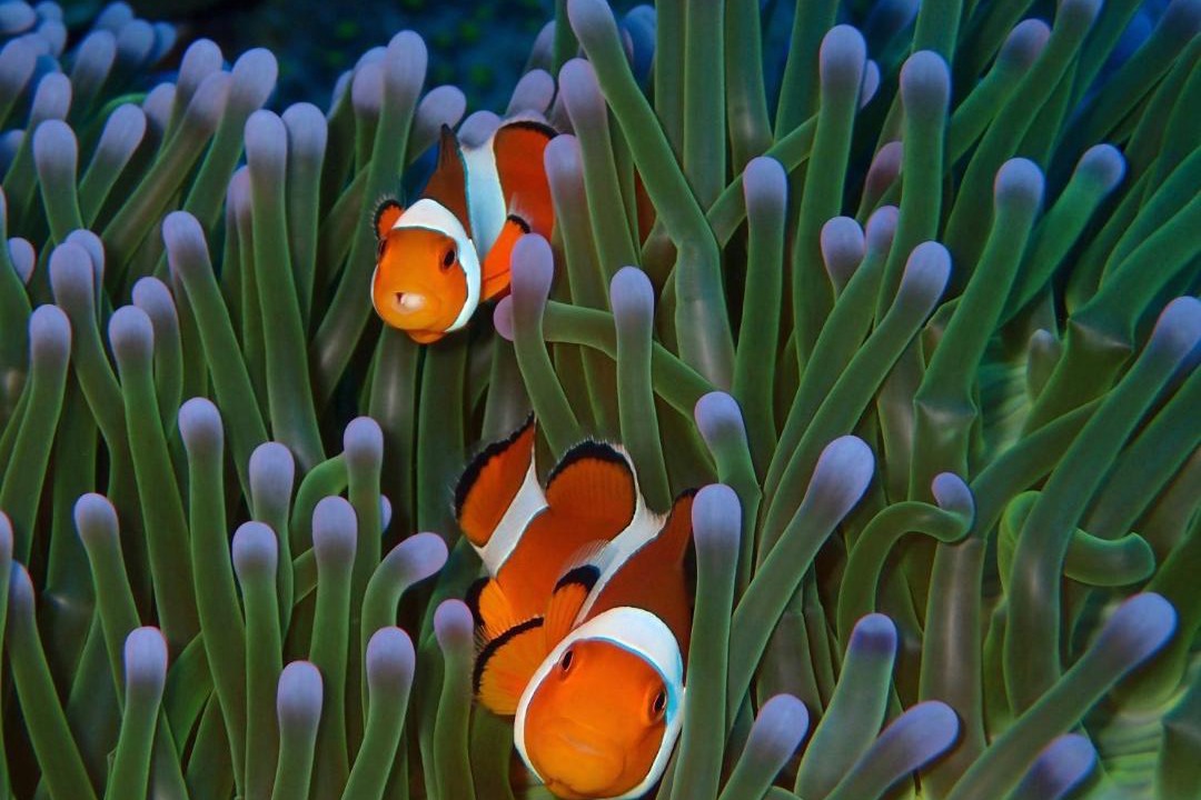 Photo of Outdoor in Amed