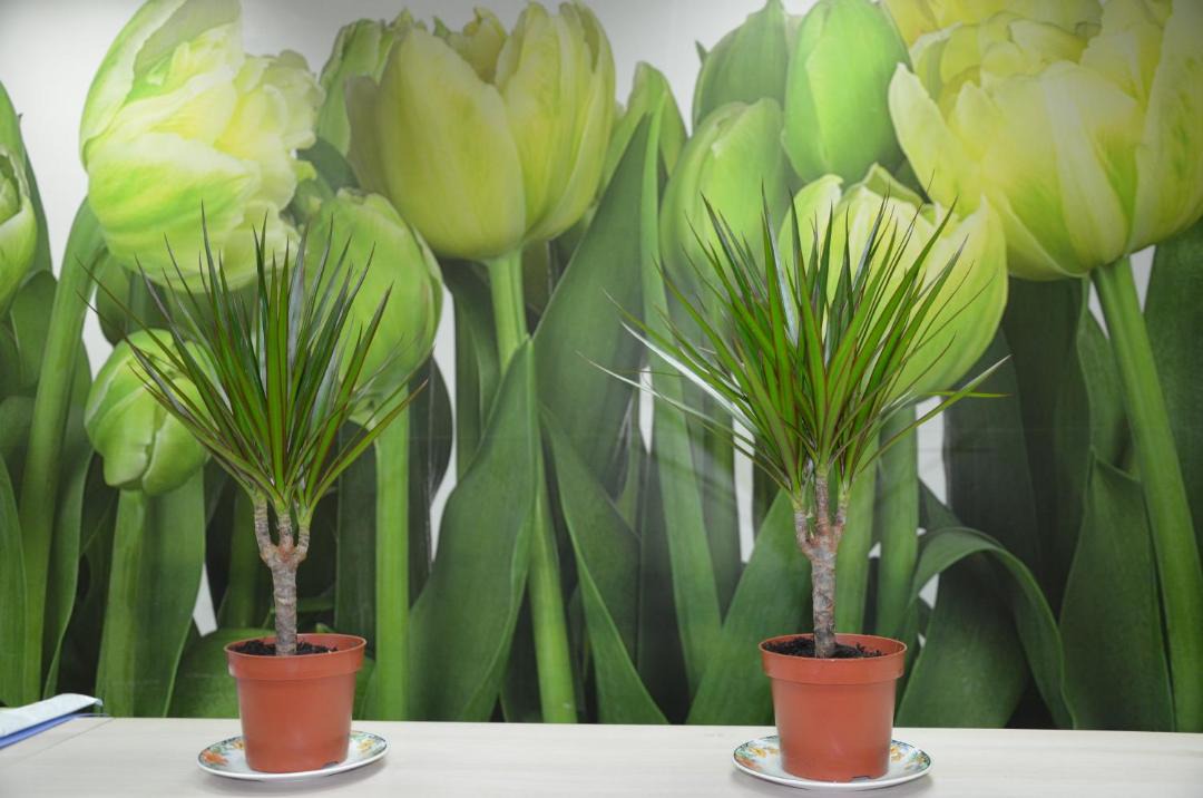 Photo of Others in Tverskoy