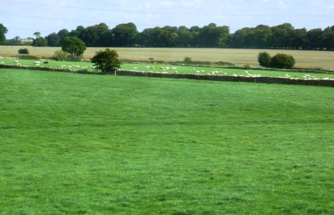 Photo of Others in Nettleton