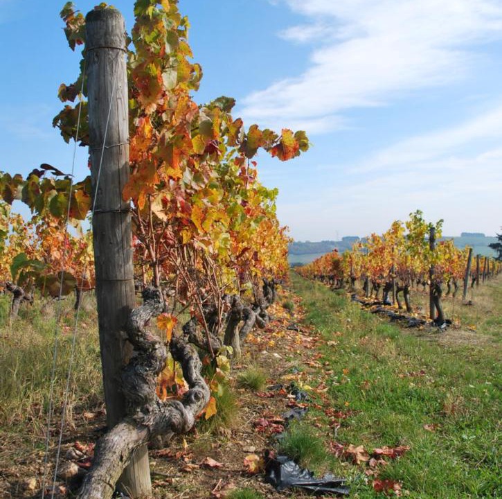 Photo of Others in Bellenaves