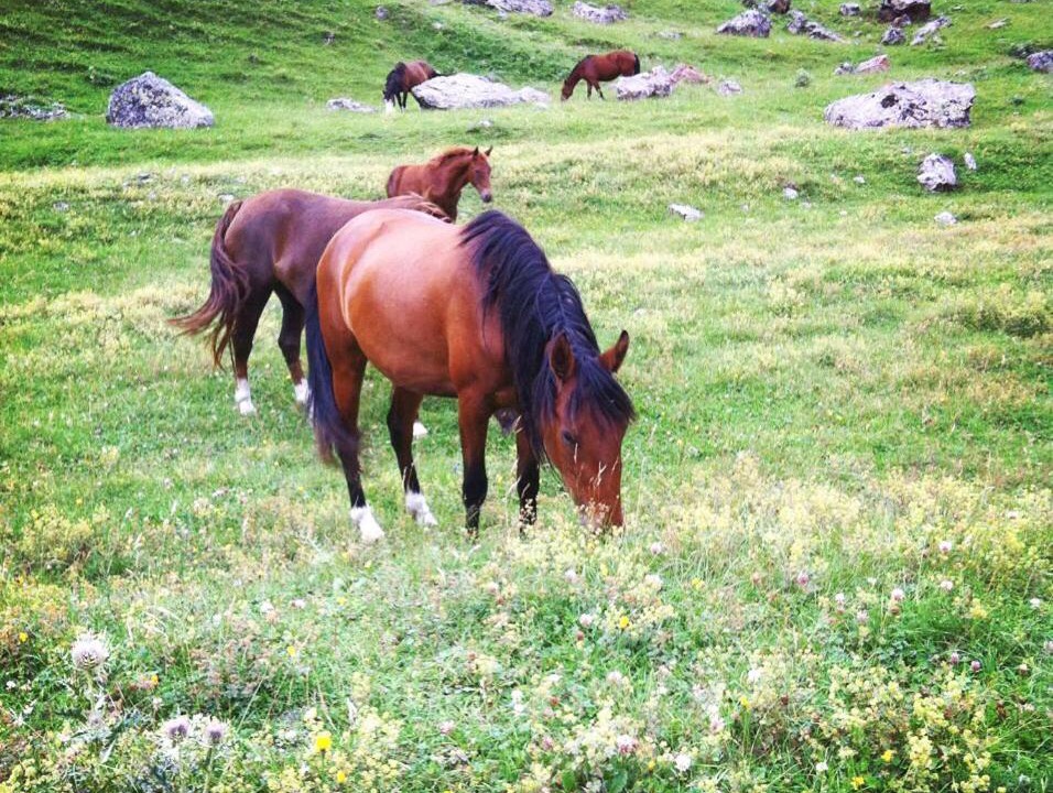 Photo of Human In Picture in Fiagdonskoe
