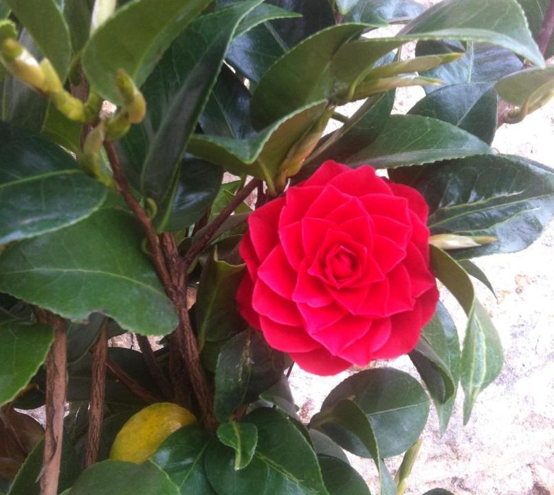 Photo of Others in La Villeneuve-au-Chatelot