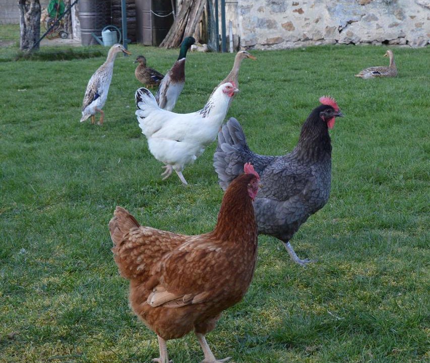 Photo of Others in La Villeneuve-au-Chatelot