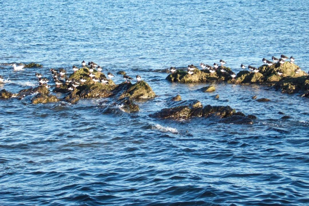 Photo of Others in Port Seton