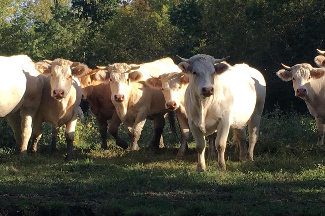 Photo of Others in Maillezais